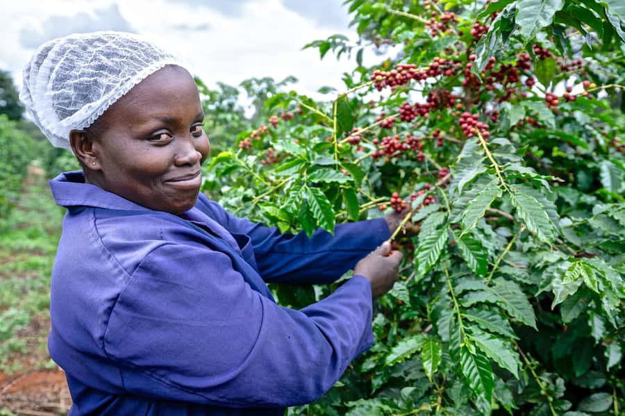 Nairobi: Coffee Factory and Farm Tour with Transfer - Fairview Coffee Estate: why this farm setup helps you understand coffee