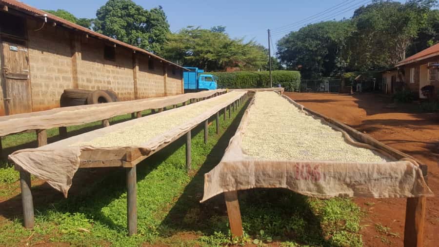 Nairobi: Coffee Farm and Factory Tour with Tasting - Why Fairview Coffee, Wildlife, and Nairobi Geography Make This Worth It
