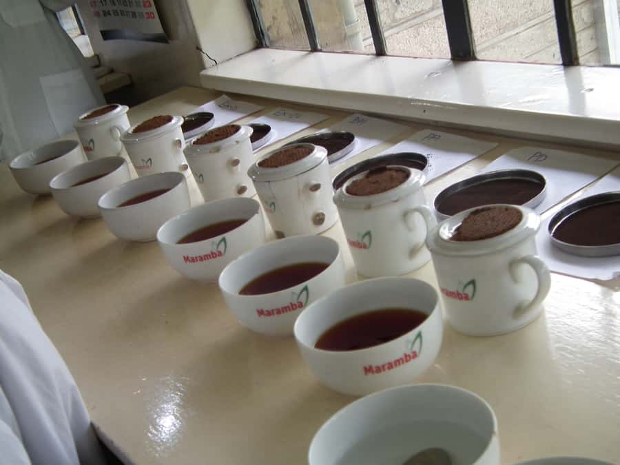 Nairobi: Coffee Farm and Factory Tour with Tasting - Inside Fairview Coffee Farm: From Seedlings to Processing Steps