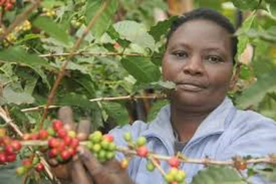 Nairobi: Coffee Farm and Factory Tour with Tasting - Coffee Tasting in the Gardens: Sampling Grades, Types, and Varieties