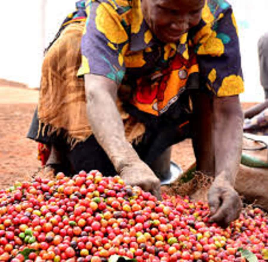 Nairobi: Coffee Farm and Factory Tour with Tasting - Price and Value: What $50 Really Buys, Plus the Entry Ticket