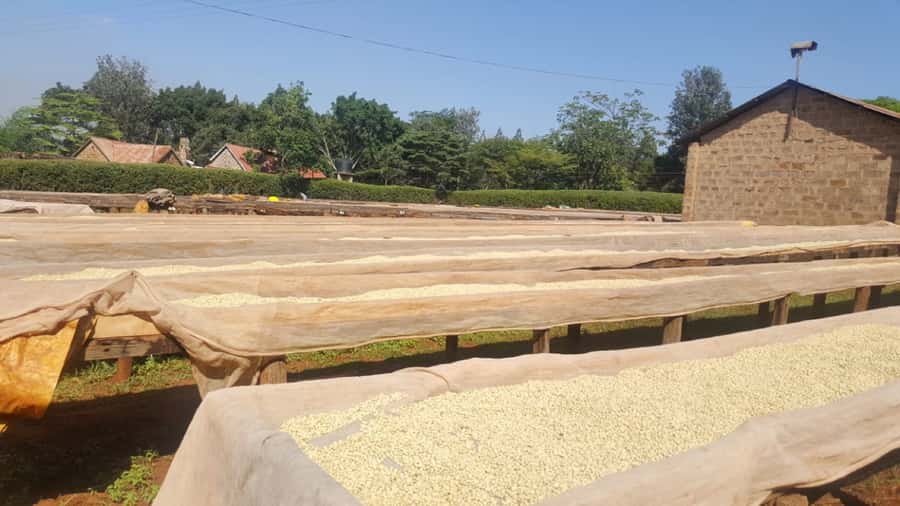 Nairobi: Coffee Farm and Factory Tour with Tasting - Getting From Nairobi: Pickup, Timing, and What the Drive Feels Like