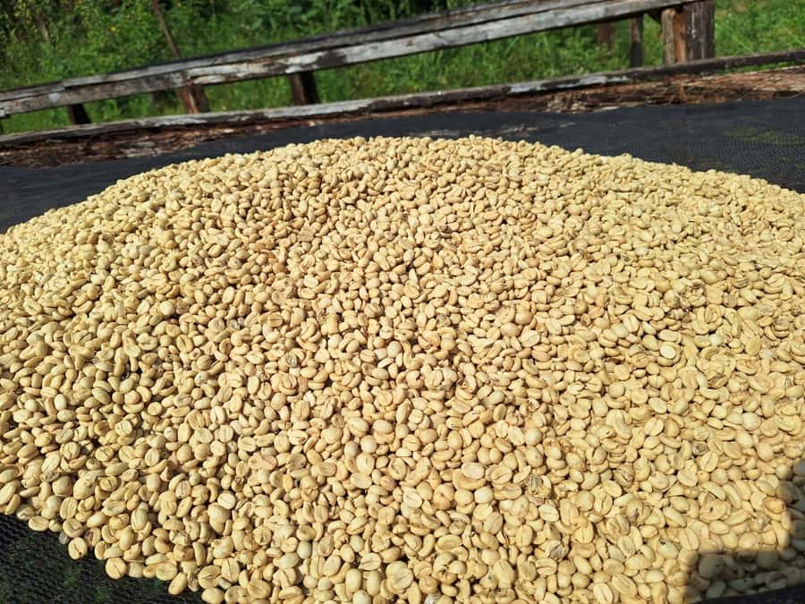 Nairobi: Coffee farm tour with pick up - Key highlights you will actually care about