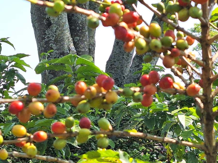 Nairobi: Coffee farm tour with pick up - Inside the processing center: sorting, roasting, and grinding