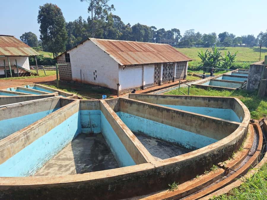 Nairobi: Coffee farm tour with pick up - Coffee tasting: how Kenyan flavors show up in your cup