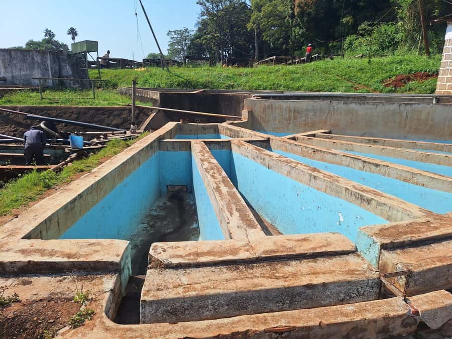 Nairobi: Coffee farm tour with pick up - Service quality and the one thing you should watch closely