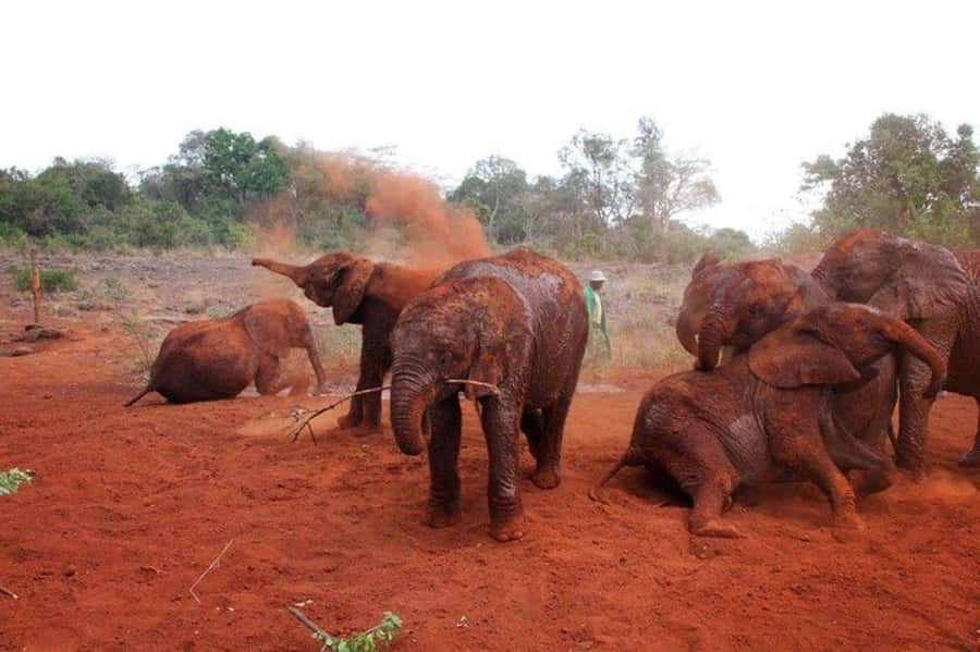 Nairobi: David Sheldrick Elephant Orphanage Visit - Key Highlights You’ll Actually Care About