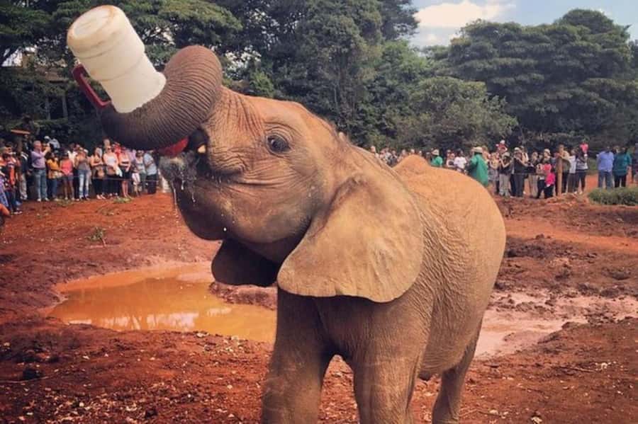Nairobi: David Sheldrick Elephant Orphanage Visit - David Sheldrick in Nairobi: Why This Visit Feels Different