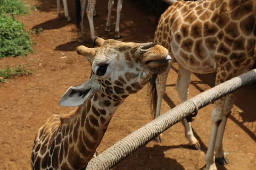 Nairobi: David Sheldrick Elephant Orphanage Visit - After the Elephants: Nairobi Photo Stop, Lunch Time, and Shopping