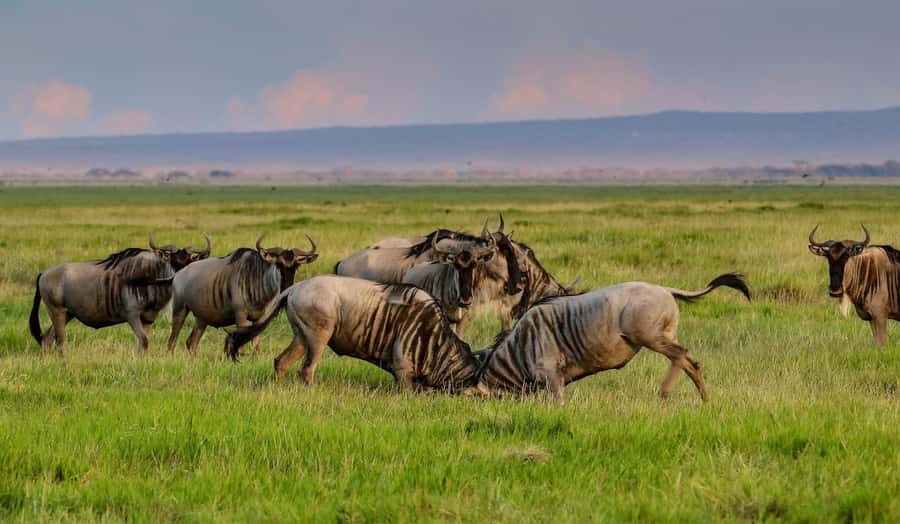 Nairobi: Day Tour to Amboseli National Park & Maasai Village - Amboseli Elephants with Kilimanjaro in Frame: the View That Hooks You