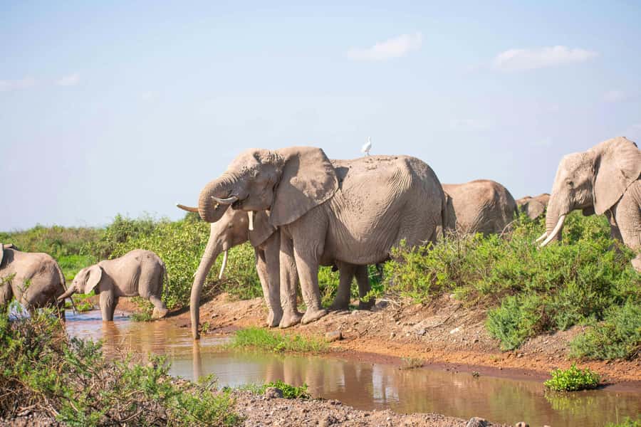Nairobi: Day Tour to Amboseli National Park & Maasai Village - Maasai Village Visit: Dance, Beadwork, and What to Know Before You Go