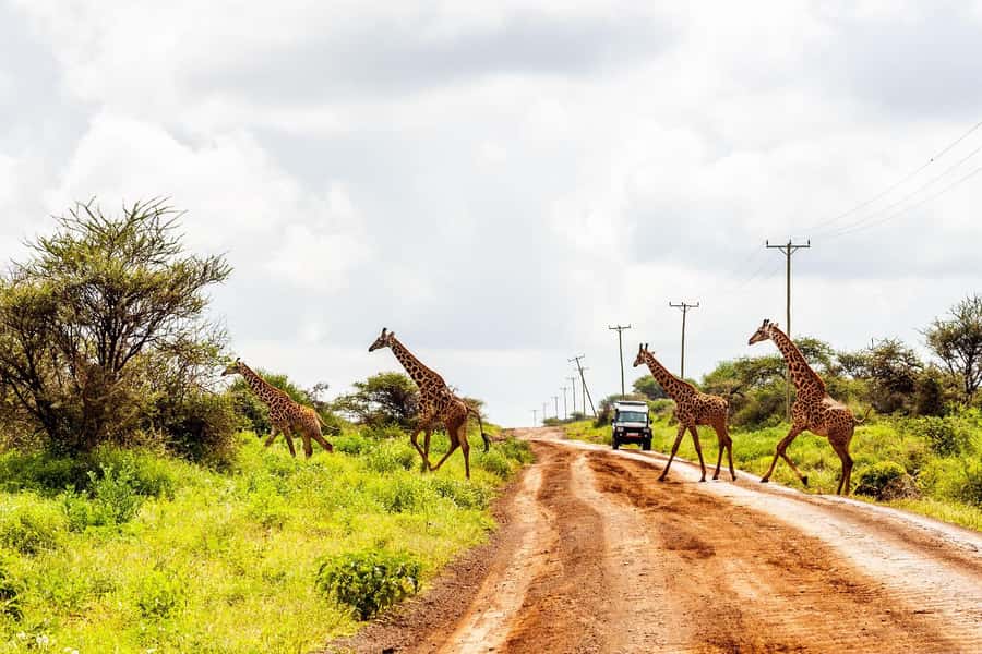 Nairobi: Day Tour to Amboseli National Park & Maasai Village - Price and Value: What $75 Covers, and What Adds Up Fast