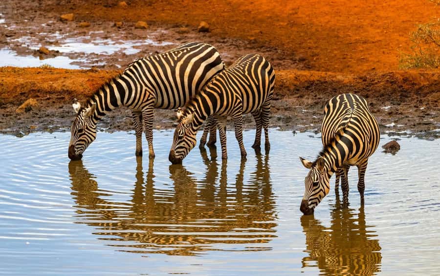 Nairobi: Day Tour to Amboseli National Park & Maasai Village - Guides and Drivers: Why Their Style Shows Up in Your Photos