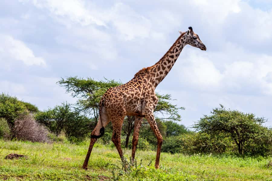 Nairobi: Day Tour to Amboseli National Park & Maasai Village - Should You Book This Nairobi to Amboseli and Maasai Village Day Trip?