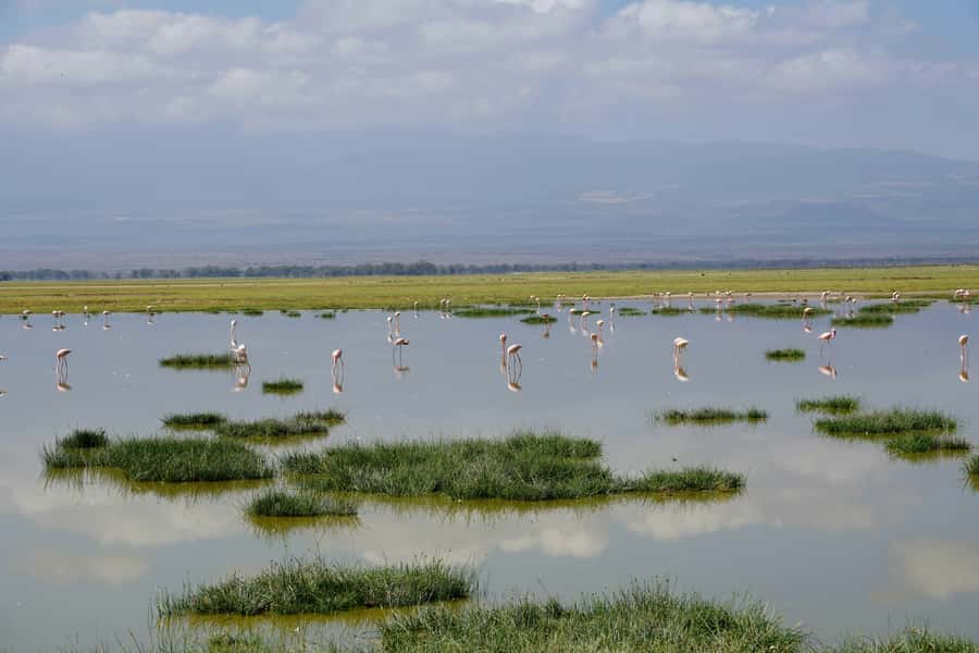 Nairobi: Day Tour to Amboseli National Park & Maasai Village - Lunch in the Middle of the Safari Day: Plan to Pay, Then Eat