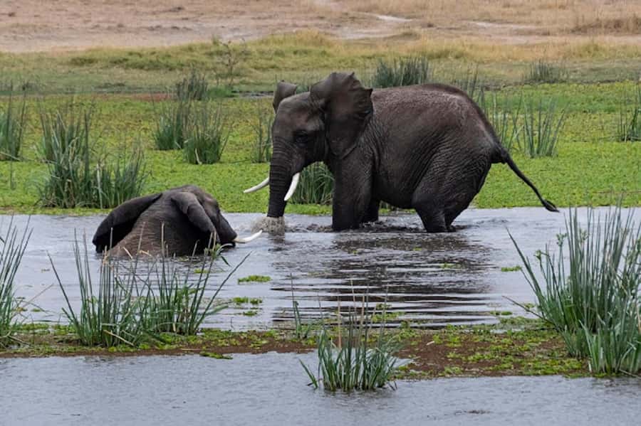 Nairobi: Day Trip to Amboseli National Park - Key things that stand out