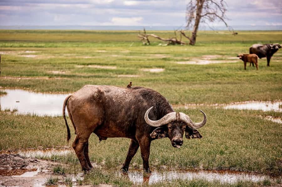 Nairobi: Day Trip to Amboseli National Park - Nairobi to Amboseli in One Fast Stretch (Dawn Departure and Road Time)