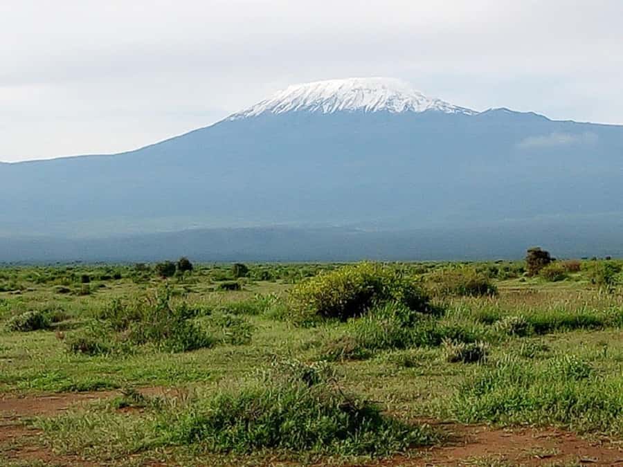 Nairobi: Day Trip to Amboseli National Park - Morning Game Drive: Elephants, Cheetahs, and Lions in Their Habitat