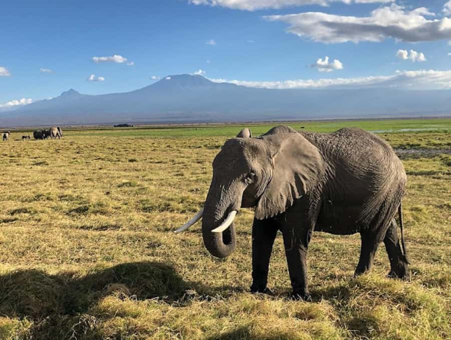 Nairobi: Day Trip to Amboseli National Park - Afternoon Game Drive: Another Wildlife Window and Marshland Chances