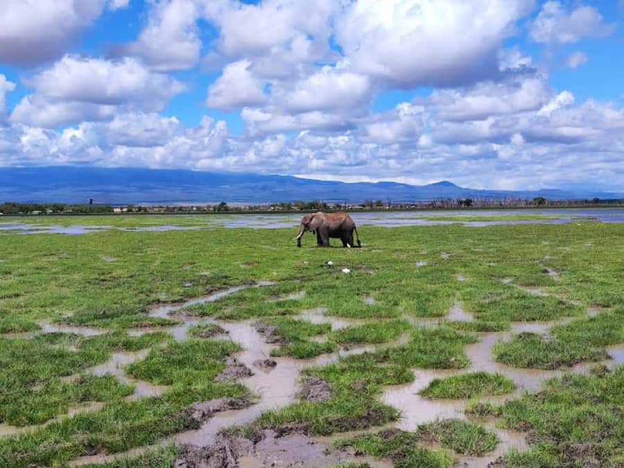 Nairobi: Day Trip to Amboseli National Park - Maasai Village Option: Culture Visit Without Stepping on the Safari