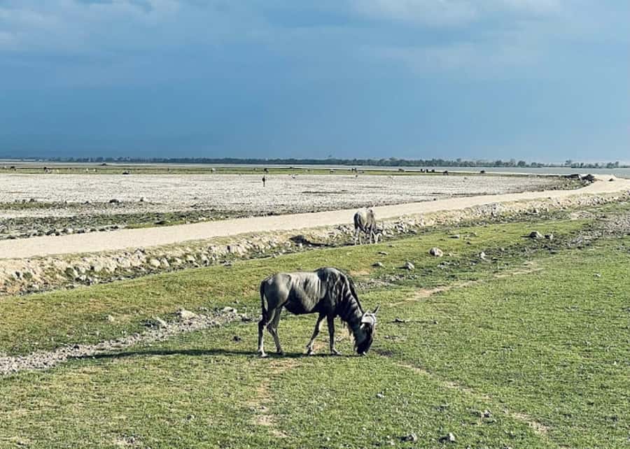 Nairobi: Day Trip to Amboseli National Park - Price and Value: What the $190 Really Buys You