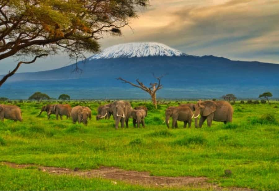 Nairobi:Day trip to Amboseli National park & Maasai village - Key highlights worth getting excited about