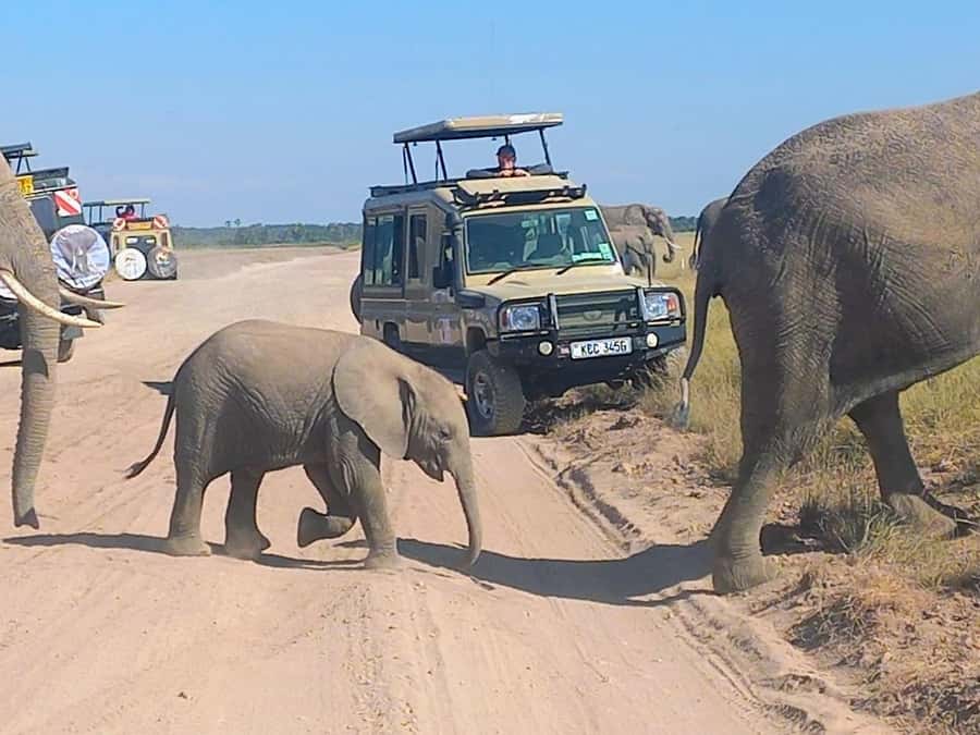 Nairobi:Day trip to Amboseli National park & Maasai village - Nairobi to Amboseli, with Kilimanjaro in your sights