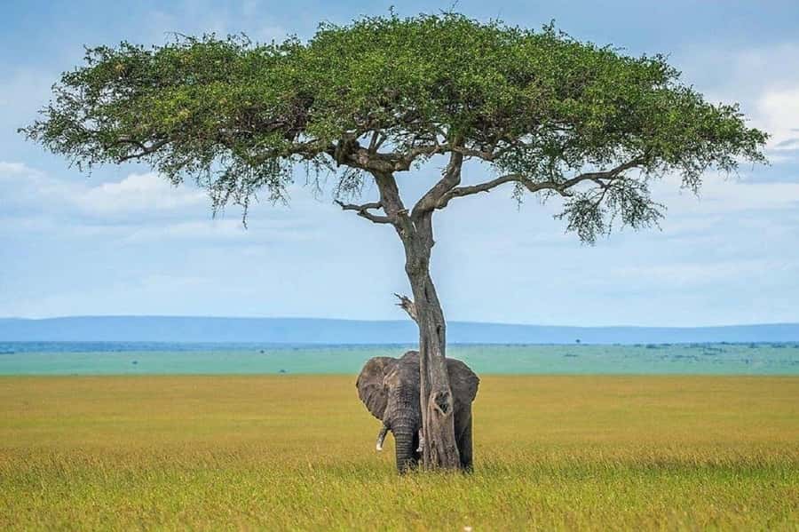 Nairobi:Day trip to Amboseli National park & Maasai village - Game drives with a driver-guide who actively hunts for sightings