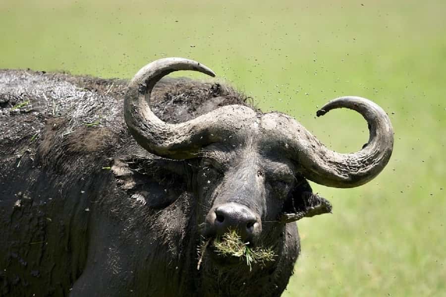 Nairobi:Day trip to Amboseli National park & Maasai village - Park entrance fee and the real cost of this day trip