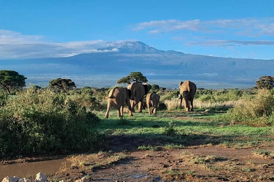 Nairobi:Day trip to Amboseli National park & Maasai village - Who should book this Amboseli and Maasai day trip