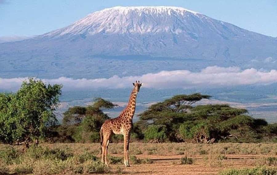 Nairobi:Day trip to Amboseli National park & Maasai village - The pop-top safari van, and why the vehicle matters
