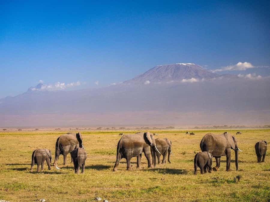 Nairobi: Day Trip to Amboseli National Park - The Park Entrance Moment: Fees, Maps, and Rules That Matter