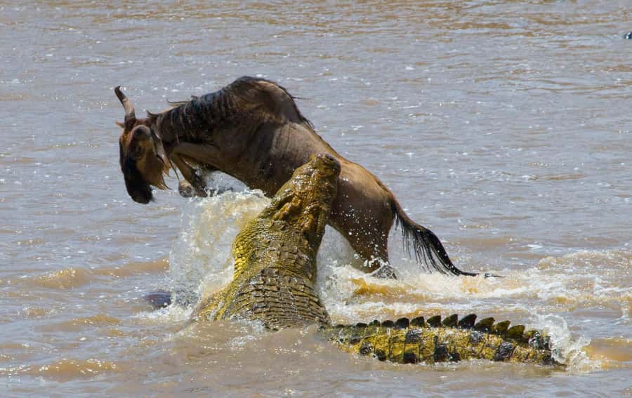 Nairobi: Day Trip to Maasai Mara Reserve & Maasai village - Key highlights that matter on the ground