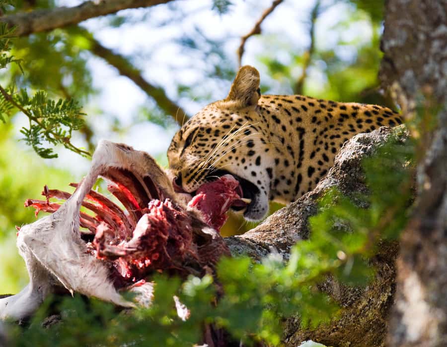 Nairobi: Day Trip to Maasai Mara Reserve & Maasai village - Maasai Mara in One Long Day: what the 13-hour plan actually feels like