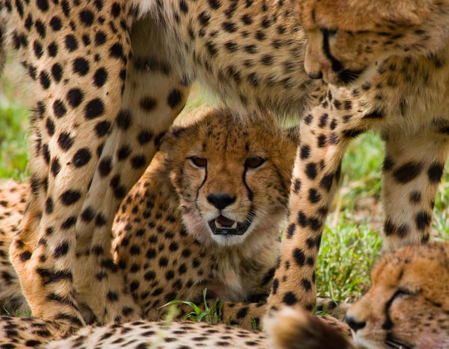 Nairobi: Day Trip to Maasai Mara Reserve & Maasai village - The safari vehicle and guide: how you actually spot Big Five