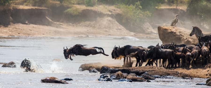 Nairobi: Day Trip to Maasai Mara Reserve & Maasai village - Picnic lunch inside the reserve, and the lunch confusion to clarify