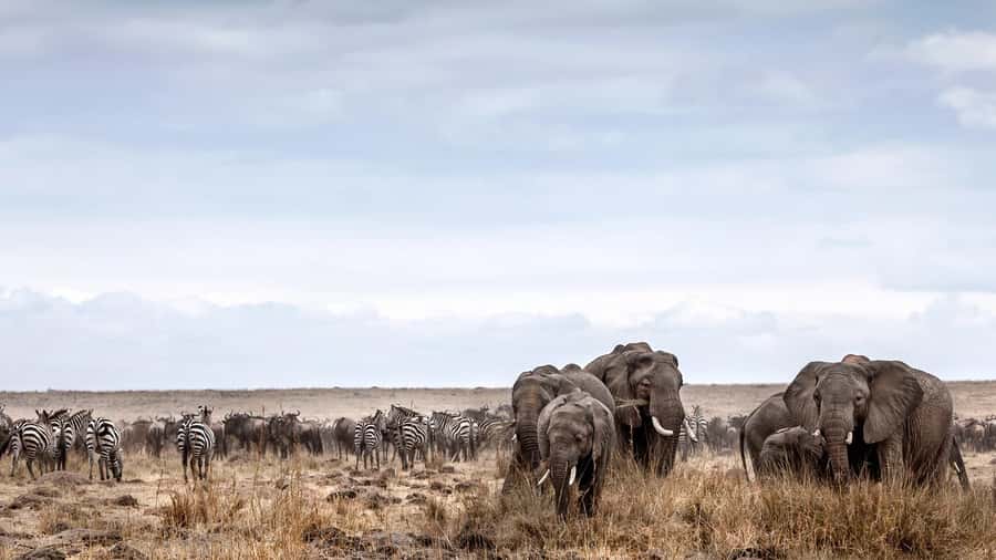 Nairobi: Day Trip to Maasai Mara Reserve & Maasai village - Big value vs. hidden costs: the real price math