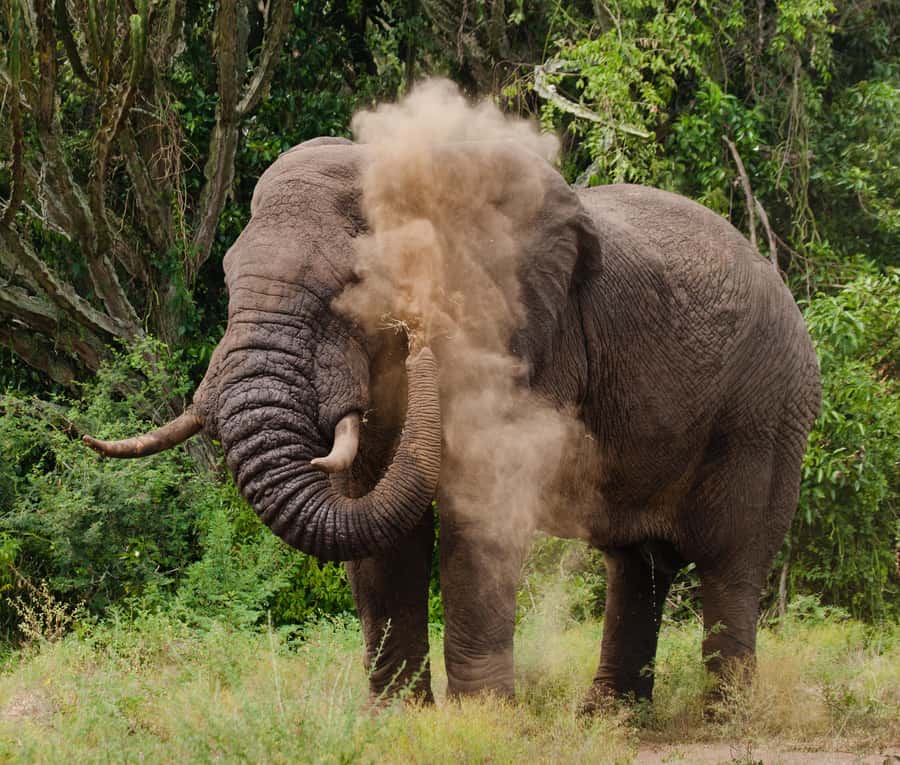 Nairobi: Day Trip to Maasai Mara Reserve & Maasai village - Group size of 15: the sweet spot between personal and convenient