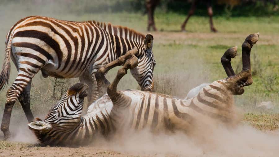 Nairobi: Day Trip to Maasai Mara Reserve & Maasai village - Who this day trip is best for, and who should consider alternatives