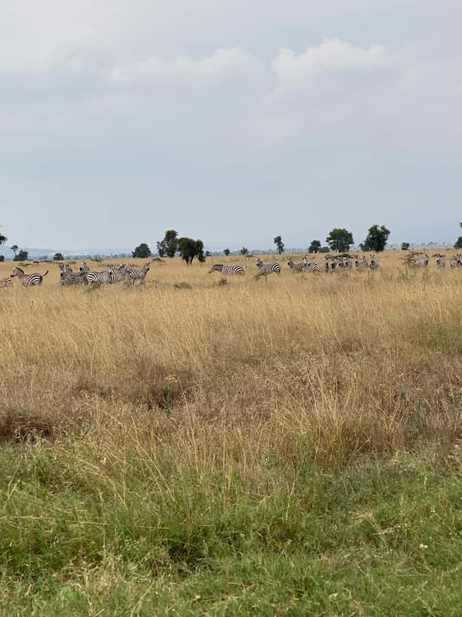 Nairobi: E-Bike/Cycling Wildlife Safari with Transfer & meal - For non-cyclers and mixed-family days