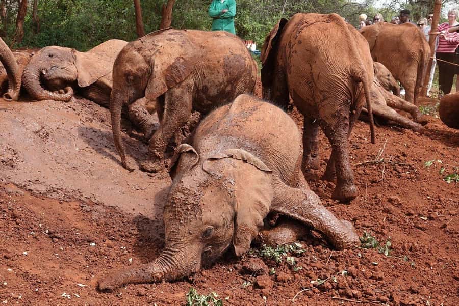 Nairobi: Elephant Orphanage and Giraffe Center Day Tour - Key Highlights at a Glance