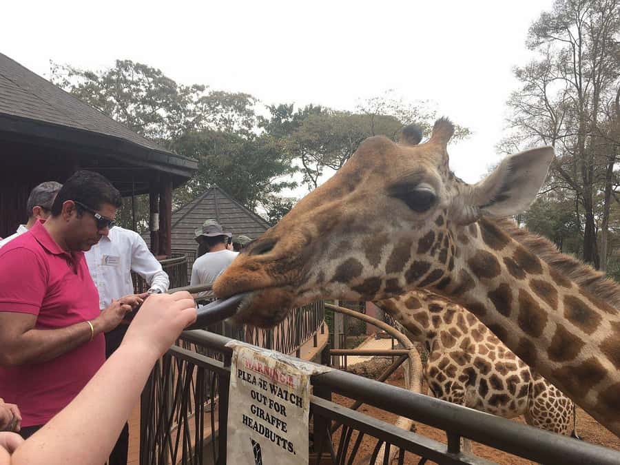 Nairobi: Elephant Orphanage and Giraffe Center Day Tour - Kazuri Beads Factory: Jewelry Making With Real Craft Skills