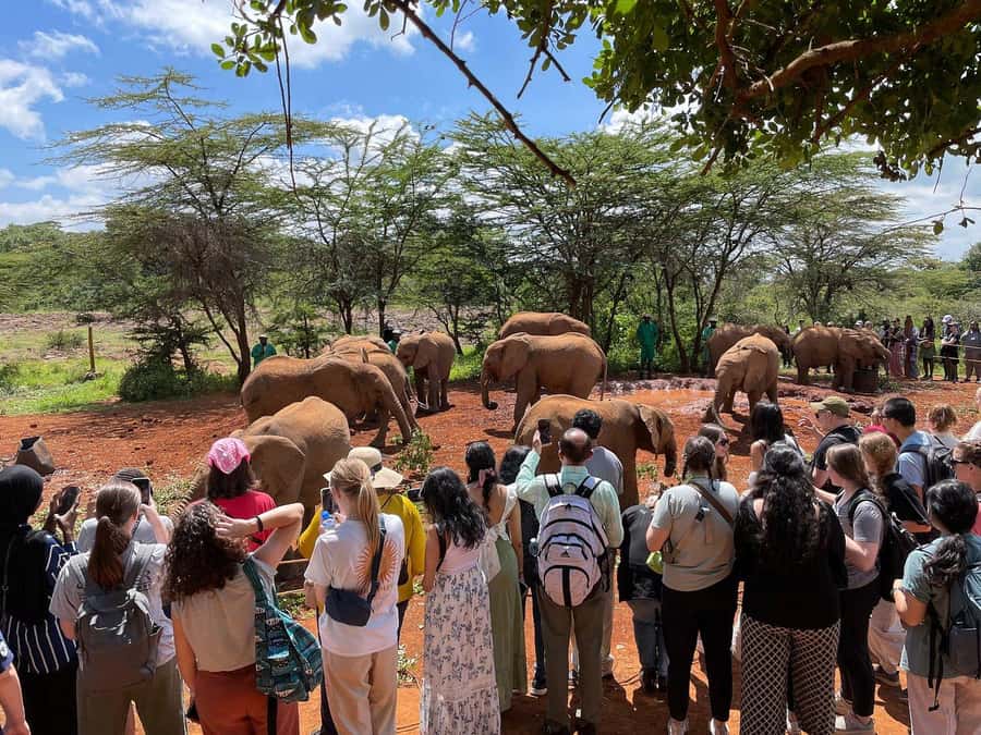 Nairobi: Elephant Orphanage and Giraffe Center Day Tour - Who This Tour Fits Best (And Who Might Want a Different Plan)