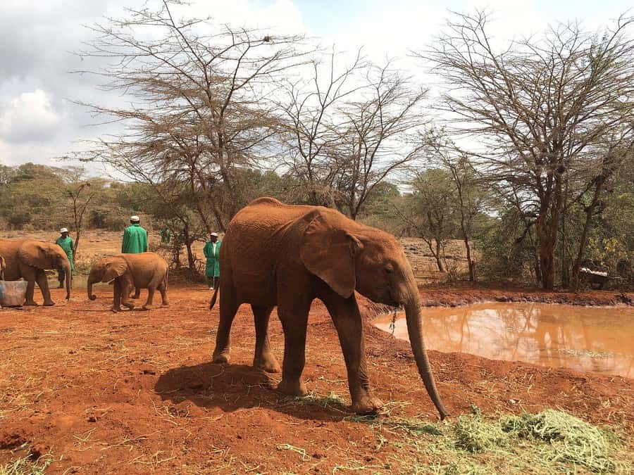 Nairobi: Elephant Orphanage and Giraffe Center Day Tour - Should You Book This Nairobi Tour?