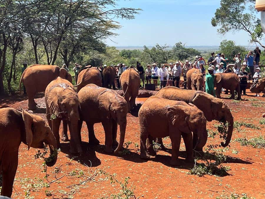 Nairobi: Elephant Orphanage and Giraffe Center Day Tour - David Sheldrick Wildlife Trust: Baby Elephants, Water Play, and Milk Bottles