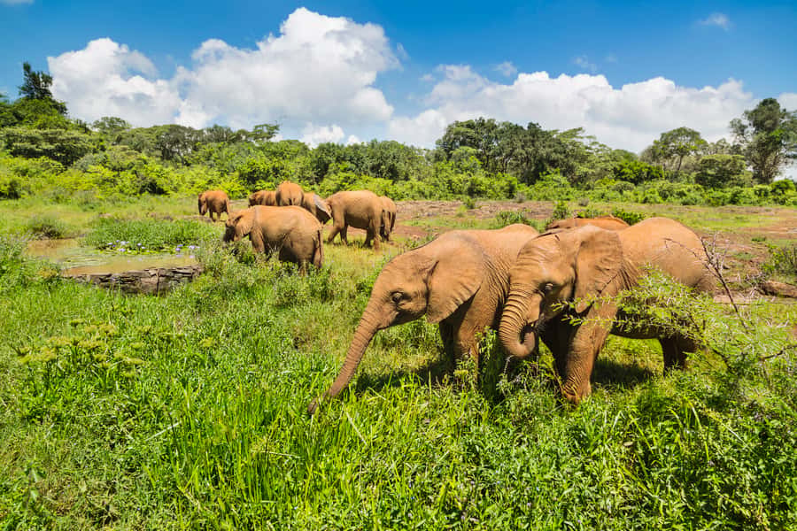 Nairobi: Elephant Orphanage, Beads Factory , giraffe center - Key highlights worth your attention