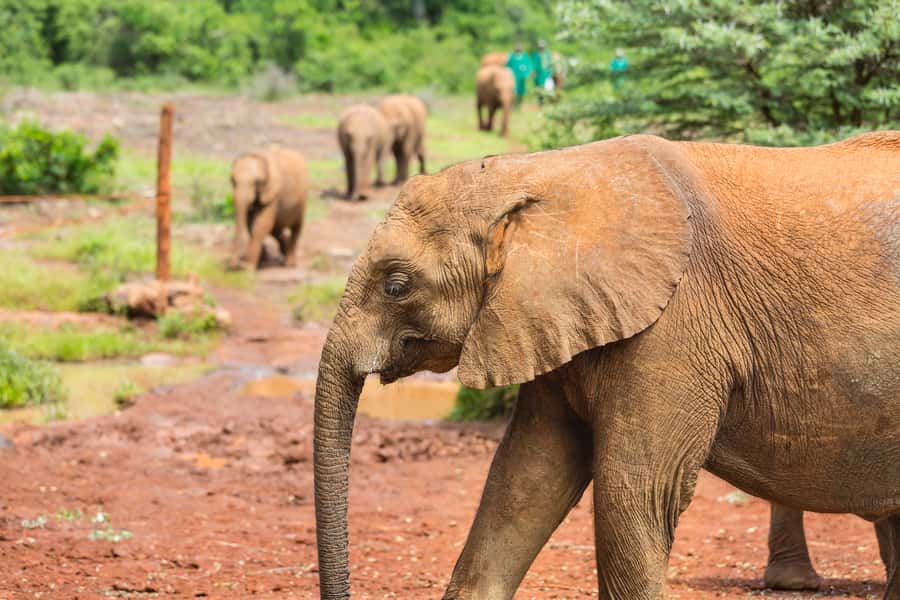 Nairobi: Elephant Orphanage, Beads Factory , giraffe center - What Makes This Tour Feel Worth It (Beyond the Checklist)