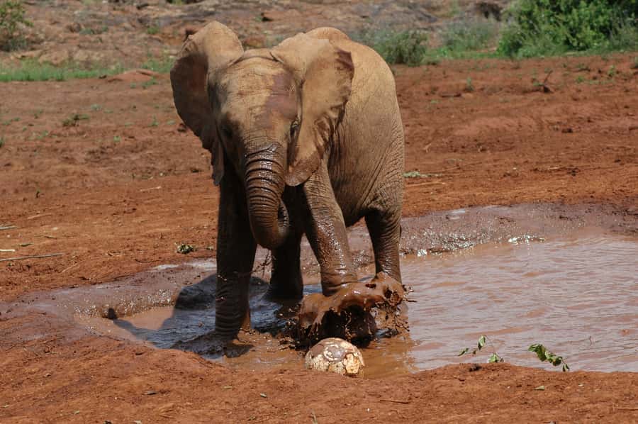 Nairobi: Elephant Orphanage, Beads Factory , giraffe center - Who Should Book This (and Who Might Want a Different Option)