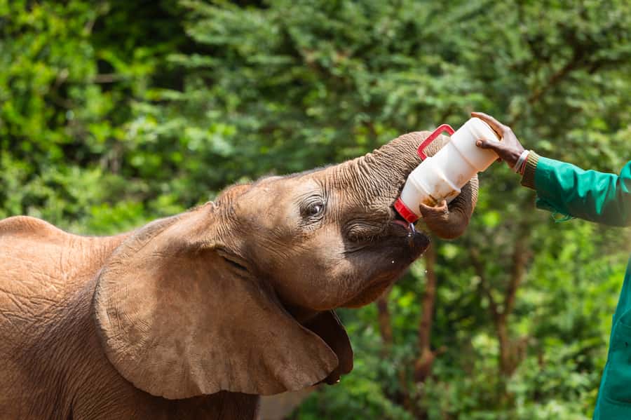 Nairobi: Elephant Orphanage, Beads Factory , giraffe center - Sheldrick Wildlife Trust: Elephant Feeding, Mud Play, and Rehab Efforts