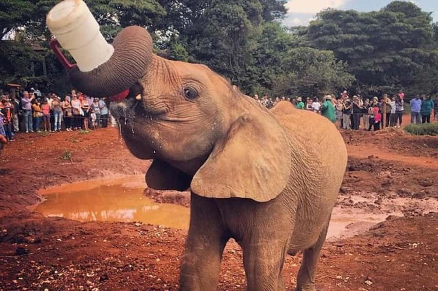 Nairobi: Elephant Orphanage, Giraffe Center, & Karen Blixen - Nairobi in 6 Hours: A Practical Conservation and Culture Combo